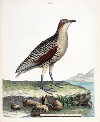 動物学委員会（鳥類学）：ニーラーレまたはウズラ王（crex crex）。フランソワ・ニコラ・マルティネ（1731-1800）の「外観と感覚的な面で描かれた鳥類の歴史」の挿絵。個人蔵。