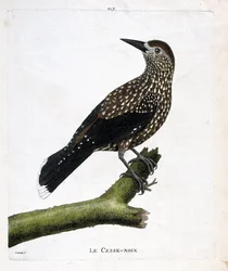 動物園ボード（鳥類学）：枝についたクルミ割り人形（ハエの実、ヌシフラガ・カリオカッタク）。フランソワ・ニコラ・マルティネ（1731-1800）の「出現と感性の面で描かれた鳥類の歴史」の挿絵。個人蔵。
