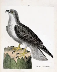 動物学委員会（鳥類学）：ミサゴ（Osprey or pandion haliaetus）のこと。フランソワ・ニコラ・マルティネ（1731-1800）の「外観と感覚で描かれた鳥類の歴史」の挿絵。個人蔵。