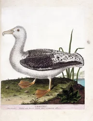 Zoological chart（鳥類学）。Albatros (Howler albatros or diomedea exulans).フランソワ・ニコラ・マルティネ（1731-1800）の『外観と感覚で描かれた鳥類の歴史』の挿絵。個人蔵。