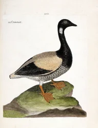 動物学的チャート（鳥類学）。ブラント（brant or branta bernicla）。フランソワ・ニコラ・マルティネ(1731-1800)の『外観と感覚で描かれた鳥類の歴史』の挿絵。個人蔵。