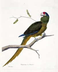 動物学的チャート（鳥類学）。枝にとまったブラジリアンパラキート（赤毛のコニュア、aratinga canicularis）。フランソワ・ニコラ・マルティネ(1731-1800)の『外観と感覚で描かれた鳥類の歴史』の挿絵。個人蔵