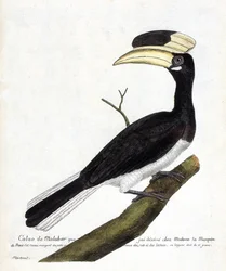 動物学的チャート（鳥類学）。Calao de Malabar (Anthracoceros coronatus) on a branch.フランソワ・ニコラ・マルティネ(1731-1800)の『外観と感覚で描かれた鳥類の歴史』の挿絵。個人蔵。