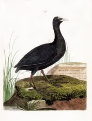 動物学的チャート（鳥類学）。Coot or Moselle（Macroule cot or fulica atra）。フランソワ・ニコラ・マルティネ（1731-1800）の「外観と感覚で描かれた鳥類の歴史」の図版。個人蔵。