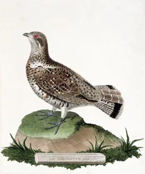 動物学的チャート（鳥類学）。ジェリノットの雌。フランソワ・ニコラ・マルティネ（1731-1800）の「外観と感覚的な面で描かれた鳥類の歴史」の挿絵。個人蔵。