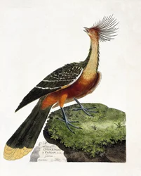 動物図鑑（鳥類学）：ホアザン（hoazin huppe or opisthocomus hoazin）。フランソワ・ニコラ・マルティネ(1731-1800)の「外観と感覚的な面で描かれた鳥類の歴史」の図版。個人蔵。
