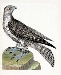 動物学的チャート（鳥類学）。アイスランドのゲルフォール（ゲルフォールのハヤブサまたはfalco rusticolus）。フランソワ・ニコラ・マルティネ（1731-1800）の「外観と感覚的な面で描かれた鳥類の歴史」の図版。個人蔵。