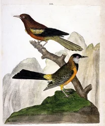 動物園図（鳥類学）。枝にとまったイリノイクロウタドリ（Baltimore oriole or icterius bonana）とギアナクロウタドリ（Martinique oriole or icterius bonana）。鳥の歴史、その外観と感覚的な側面で描かれた」のイラスト。