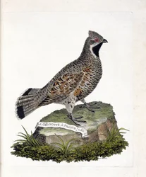 動物学的チャート（鳥類学）。La gelinotte de France male (gelinotte des bois or bonasia bonasia)。フランソワ・ニコラ・マルティネ(1731-1800)の『外観と感覚で描かれた鳥類の歴史』の挿絵。個人蔵。