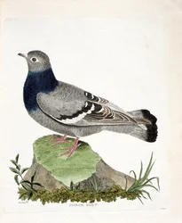 動物学的チャート（鳥類学）。キジバトのビセット（Columbia livia）。フランソワ・ニコラ・マルティネ（1731-1800）の『外観と感覚で描かれた鳥類の歴史』の挿絵。個人蔵。