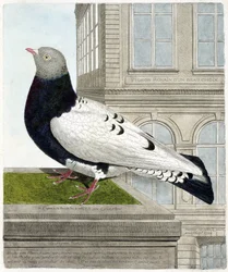 動物学的チャート（鳥類学）。ローマのハト（columba livia）。フランソワ・ニコラ・マルティネ（1731-1800）の『外観と感覚で描かれた鳥類の歴史』の挿絵。個人蔵。
