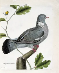 動物学的チャート（鳥類学）。枝にとまったキジバト（columba palumbus）。フランソワ・ニコラ・マルティネ（1731-1800）の「外観と感覚で描かれた鳥類の歴史」の図版。個人蔵。
