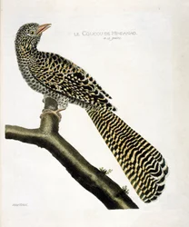 動物園図（鳥類学）。ミンダナオ島のカッコウ(koel cuckoo or Eudynamys scolopacea)が枝に乗っている様子。フランソワ・ニコラ・マルティネ（1731-1800）の『外観と感覚で描かれた鳥類の歴史』の挿絵。個人蔵