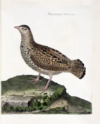 動物学図版（鳥類学）：雌のクロノドグロシャコ（クロフランコリン、Francolinus francolinus）。フランソワ・ニコラ・マルティネ（1731-1800）『外観と感覚的側面に描かれた鳥類史』の挿絵。個人蔵。