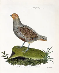 動物学的チャート（鳥類学）。フランスの灰色のウズラ、オス（灰色のウズラ、partridge）。フランソワ・ニコラ・マルティネ(1731-1800)の「外観と感覚的な面で描かれた鳥類の歴史」の挿絵。個人蔵。