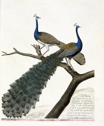 動物学図版（鳥類学）：クジャク（インドクジャク、Pavo cristatus）。フランソワ・ニコラ・マルティネ（1731-1800）著『鳥類の歴史、その外観と繊細な姿に描かれた鳥たち』の挿絵。個人蔵。