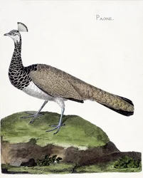 動物学的チャート（鳥類学）。クジャク（青孔雀）。フランソワ・ニコラ・マルティネ（1731-1800）の「外観と感覚で描かれた鳥類の歴史」の図版。個人蔵。