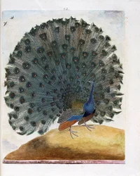 動物学図版（鳥類学）: 尾羽を広げるクジャク（インドクジャク、Pavo cristatus）。フランソワ・ニコラ・マルティネ（1731-1800）著「鳥類の歴史、外観と感覚的特徴を描く」より。個人蔵。