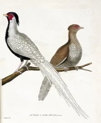 動物図鑑（鳥類学）。キジには中国製の鋼鉄製ヒュプがあり、そのメス（銀色のキジまたはLophura nycthemera）が枝に乗っています。フランソワ・ニコラ・マルティ著「姿と感性で描かれた鳥類の歴史」の挿絵