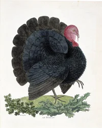 動物学的チャート（鳥類学）。ターキー（家禽、Melaeagris gallopavo）。フランソワ・ニコラ・マルティネ(1731-1800)の「外観と感覚で描かれた鳥類の歴史」の図版(エングレーヴィング)