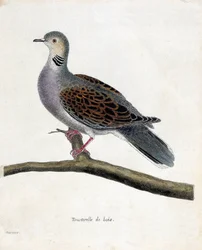 動物学的チャート（鳥類学）。枝にとまるキジバト（streptopelia turtur）。フランソワ・ニコラ・マルティネ（1731-1800）の『外観と感覚で描かれた鳥類の歴史』の挿絵。個人蔵。