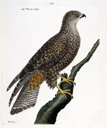 動物学図版（鳥類学）：枝にとまる黒いトビ、Milvus migrans。フランソワ・ニコラ・マルティネ（1731-1800）による『その外見と感覚的側面に描かれた鳥類の歴史』の挿絵。個人蔵。