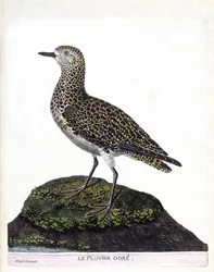 動物図鑑（鳥類学）：カソア（casoar a helmet or cassuarius cassuarius）。フランソワ・ニコラ・マルティネ（1731-1800）の「外観と感覚的な面で描かれた鳥類の歴史」の挿絵。個人蔵。