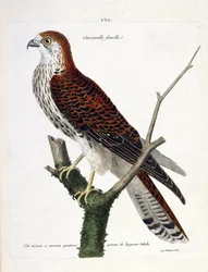 動物図鑑（鳥類学）：枝の上にいるメスのクレス（鷹・falco tinnunculus）。フランソワ・ニコラ・マルティネ(1731-1800)の「外観と感覚的な面で描かれた鳥類の歴史」の挿絵。個人蔵。