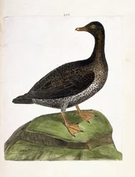 動物図鑑（鳥類学）：雌のアイダー（eider a down or somateria mollissima）。フランソワ・ニコラ・マルティネ（1731-1800）の『外観と感覚で描かれた鳥類の歴史』の挿絵。個人蔵。