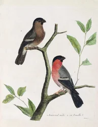 動物図鑑（鳥類学）：下から上に向かって、枝の上にいるオスとメスのブブレイル（牡丹ブブレイルまたはpyrrhula pyrrrhula）。フランソワ・ニコラ・マルティネの「外観と感覚的な面で描かれた鳥類の歴史」のイラスト（1731年