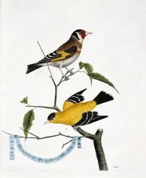 動物図鑑（鳥類学）：上から下へ。枝の上にいるシャルドネレ（chardonneret elegant or carduelis carduelis）と中国のシャルドネレ（Tarin sad or carduelis tristis）。描かれた鳥類の歴史」のイラスト