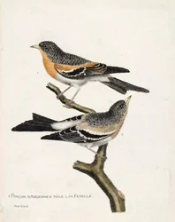 動物図鑑（鳥類学）：上から下へ。枝の上にいるアルデンヌピンソン（northern pinson or fringilla montifringilla）のオスとメス。フランソワ・ニコ著「姿と感性で描かれた鳥類の歴史」の挿絵