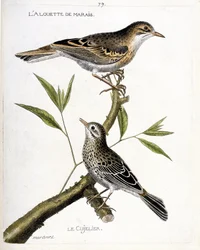 動物図鑑（鳥類学）：上から順に、枝にとまっているヒバリ（pipit rousseline or anthus campestris）とキュウリエ（pipit farlouse or anthus pratensis）。鳥類の歴史をその姿と感性で描いたもの」のイラスト