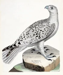 動物図鑑（鳥類学）：ゲルフォール（ゲルファートハヤブサまたはファルコ・ルスティコラス）。フランソワ・ニコラ・マルティネ（1731-1800）の「外観と感覚的な面で描かれた鳥類の歴史」の挿絵。個人蔵。