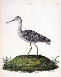 動物図鑑（鳥類学）：灰色のはしけ（赤のはしけまたは limosa lapponica）。フランソワ・ニコラ・マルティネ(1731-1800)の「外観と感覚的な面で描かれた鳥類の歴史」の挿絵。個人蔵。