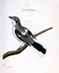 動物図鑑（鳥類学）：枝の上の灰色のグリエ（灰色のモズまたはlanius excubitor）。フランソワ・ニコラ・マルティネ（1731-1800）の『外観と感覚で描かれた鳥類の歴史』の挿絵。個人蔵。