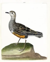 動物図鑑（鳥類学）：ギニャール（guignard plover or eudromias morinellus）。フランソワ・ニコラ・マルティネ（1731-1800）の「外観と感覚で描かれた鳥類の歴史」の図版。個人蔵。