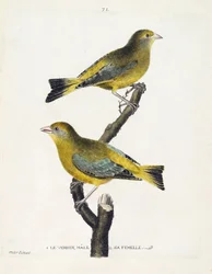 動物図鑑（鳥類学）：枝の上のバーディエ（ヨーロッパバーディエまたはcarduelis chloris）のオスとメス。フランソワ・ニコラ・マルティネ（1731-1800）の「外観と感覚的な面で描かれた鳥類の歴史」の挿絵。個人蔵