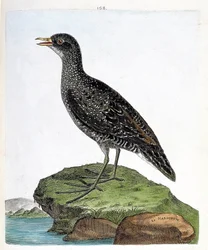 動物図鑑（鳥類学）：マルエツ（斑点マルエツまたはポルザナ・ポルザナ）。フランソワ・ニコラ・マルティネ（1731-1800）の「外観と感覚的な面で描かれた鳥類の歴史」の挿絵。個人蔵。