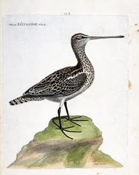 動物図鑑（鳥類学）：ベッカチン（marsh becassine or gallinago gallinago）の老雄。フランソワ・ニコラ・マルティネ（1731-1800）の「外観と感覚的な面で描かれた鳥類の歴史」の挿絵。個人蔵。