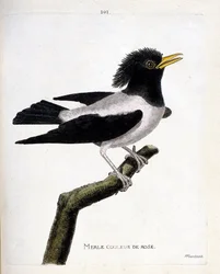 動物図鑑（鳥類学）：枝の上のピンクのクロウタドリ（アカムクドリ、sturnus roseus）。フランソワ・ニコラ・マルティネ（1731-1800）の「外観と感性で描かれた鳥類の歴史」の挿絵。個人蔵。