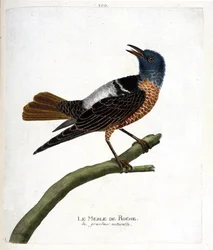動物図鑑（鳥類学）：ロックブラックバード（rock blackbird or monticola saxatilis）。フランソワ・ニコラ・マルティネ(1731-1800)の「外観と感覚的な面で描かれた鳥類の歴史」の挿絵。個人蔵。