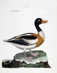 動物図鑑（鳥類学）：tadorne（tadorne de belonまたはtadorna tadorna）。フランソワ・ニコラ・マルティネ（1731-1800）の「外観と感覚的な面で描かれた鳥類の歴史」の挿絵。個人蔵。