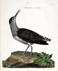 動物図鑑（鳥類学）：クチバシまたはカルブラン（白尻、カルブランナイトまたはTringa ochropus）。フランソワ・ニコラ・マルティネ（1731-1800）の「外観と感覚的な面で描かれた鳥類の歴史」の図版。個人蔵