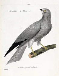 動物図鑑（鳥類学）：枝の上の鳥サンマーチン（busard saint martinまたはcircus cyaneus）。フランソワ・ニコラ・マルティネ（1731-1800）の「外観と感性で描かれた鳥類の歴史」の挿絵。個人蔵