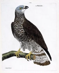 動物図鑑（鳥類学）：枝にとまったボンデレ（apivore bondree or pernis apivorus）。フランソワ・ニコラ・マルティネ（1731-1800）の「外観と感覚的な面で描かれた鳥類の歴史」の挿絵。個人蔵。