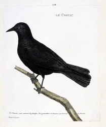 動物図鑑（鳥類学）：枝についたキャベツ（トウワタのキャベツ、corvus monedula）。フランソワ・ニコラ・マルティネ（1731-1800）の「外観と感覚的な面で描かれた鳥類の歴史」の挿絵。個人蔵。