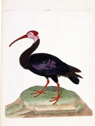 動物図鑑（鳥類学）：カジカは希望の帽子（ibis du cap or geronticus calvus）の頭がむき出しになっている。フランソワ・ニコラ・マルティネ（1731-1800）の『外観と感覚的な側面で描かれた鳥類の歴史』の挿絵。P