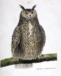 動物図鑑（鳥類学）：枝の上の公爵または大公（グランデュークまたはブボブボ）。フランソワ・ニコラ・マルティネ（1731-1800）の「出現と感覚的な面で描かれた鳥類の歴史」の挿絵。個人蔵。