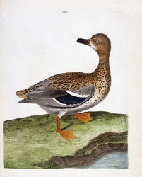 動物図鑑（鳥類学）：野鴨の雌（マガモ、anas platyrhynchos）。フランソワ・ニコラ・マルティネ（1731-1800）の『外観と感覚で描かれた鳥類の歴史』の挿絵。個人蔵。
